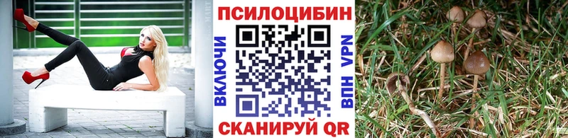 Псилоцибиновые грибы Psilocybe Невьянск